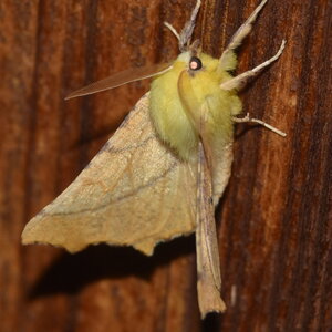 Geometridae-Ennomos alniaria-Colmars, DSC_0332