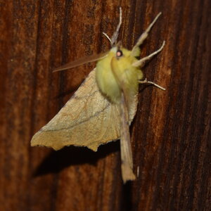 Geometridae-Ennomos alniaria-Colmars, DSC_0333