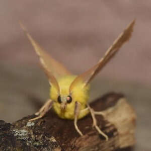 Geometridae-Ennomos alniaria-Colmars, DSC_0334  2 