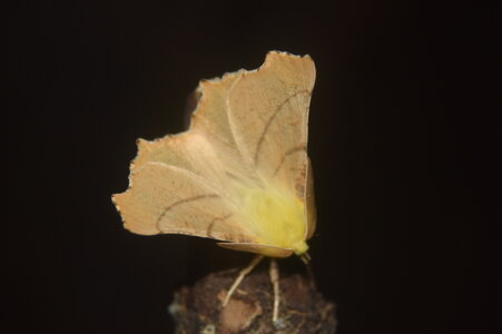 Geometridae-Ennomos alniaria-Colmars, DSC_0338