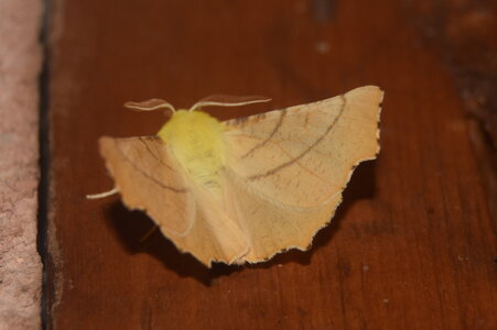Geometridae-Ennomos alniaria-Colmars, DSC_0339