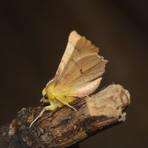 Geometridae-Ennomos alniaria-Colmars, DSC_0351