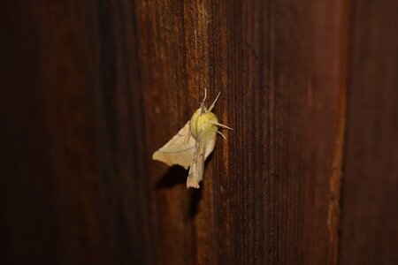 Geometridae-Ennomos alniaria-Colmars, DSC_0354