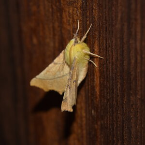 Geometridae-Ennomos alniaria-Colmars, DSC_0355