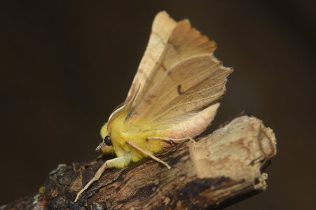 Geometridae-Ennomos alniaria-Colmars, DSC_0357