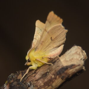 Geometridae-Ennomos alniaria-Colmars, DSC_0358  2 