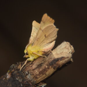 Geometridae-Ennomos alniaria-Colmars, DSC_0359