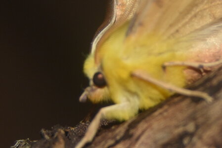 Geometridae-Ennomos alniaria-Colmars, DSC_0360  2 