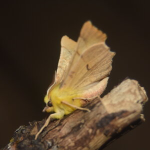 Geometridae-Ennomos alniaria-Colmars, DSC_0361