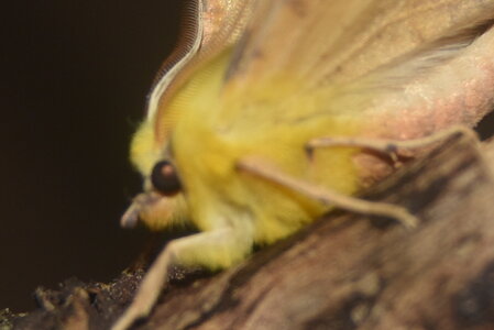 Geometridae-Ennomos alniaria-Colmars, DSC_0362  2 