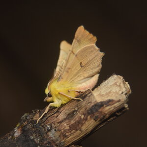 Geometridae-Ennomos alniaria-Colmars, DSC_0363