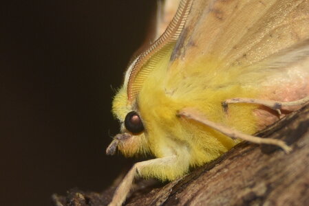 Geometridae-Ennomos alniaria-Colmars, DSC_0364  2 