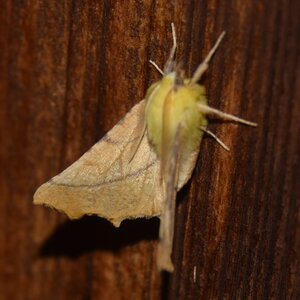Geometridae-Ennomos alniaria-Colmars, DSC_0364