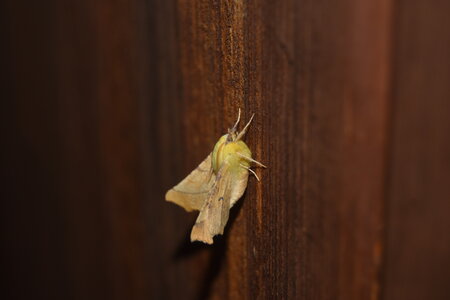 Geometridae-Ennomos alniaria-Colmars, DSC_0365