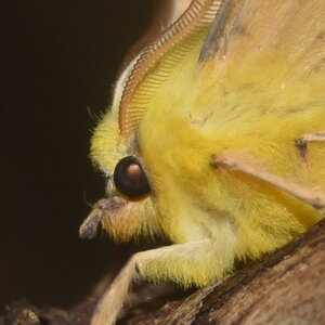 Geometridae-Ennomos alniaria-Colmars, DSC_0367  2 