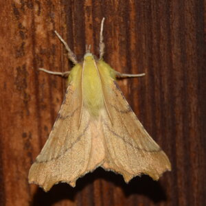 Geometridae-Ennomos alniaria-Colmars, DSC_0369