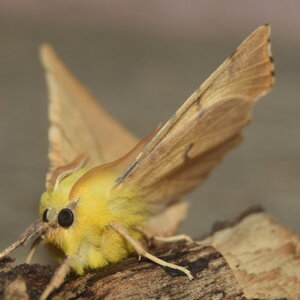 Geometridae-Ennomos alniaria-Colmars, DSC_0370