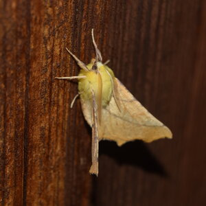 Geometridae-Ennomos alniaria-Colmars, DSC_0371