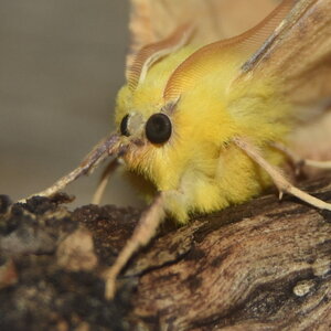 Geometridae-Ennomos alniaria-Colmars, DSC_0375