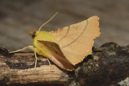 Geometridae-Ennomos alniaria-Colmars, DSC_0384