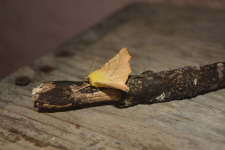 Geometridae-Ennomos alniaria-Colmars, DSC_0385
