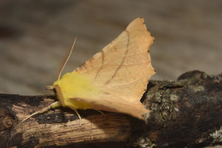 Geometridae-Ennomos alniaria-Colmars, DSC_0386