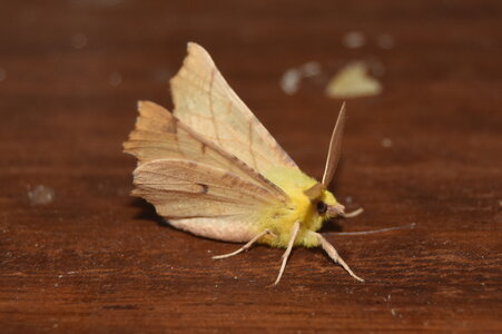 Geometridae-Ennomos alniaria-Colmars, DSC_0417