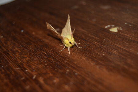 Geometridae-Ennomos alniaria-Colmars, DSC_0432