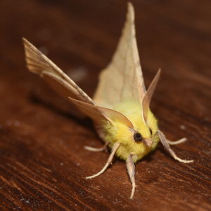 Geometridae-Ennomos alniaria-Colmars, DSC_0441