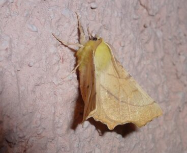 Geometridae-Ennomos alniaria-Colmars, P1160218