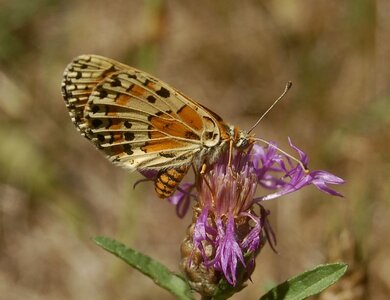 Nymphalidae-Nymphalinae-Melitaeini-Melitaea didyma, Gagnières, 000073bis  3 