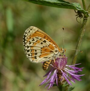 Nymphalidae-Nymphalinae-Melitaeini-Melitaea didyma, Gagnières, 000073bis  7 