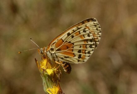 Nymphalidae-Nymphalinae-Melitaeini-Melitaea didyma, Gagnières, 000073bis
