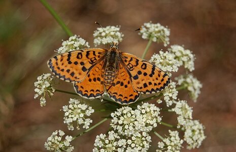 Nymphalidae-Nymphalinae-Melitaeini-Melitaea didyma, Gagnières, 000076