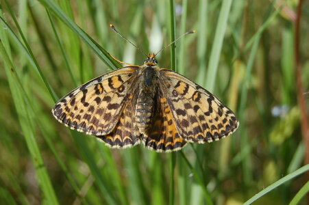 Nymphalidae-Nymphalinae-Melitaeini-Melitaea didyma, Gagnières, 000119