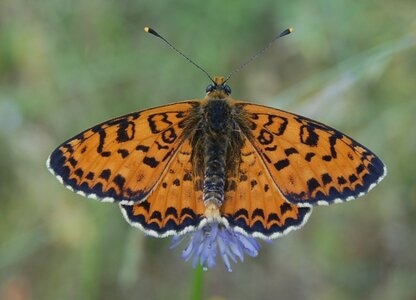 Nymphalidae-Nymphalinae-Melitaeini-Melitaea didyma, Gagnières, 000145