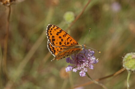 Nymphalidae-Nymphalinae-Melitaeini-Melitaea didyma, Gagnières, 000183