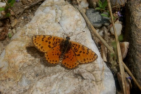 Nymphalidae-Nymphalinae-Melitaeini-Melitaea didyma, Gagnières, 000245