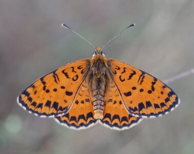Nymphalidae-Nymphalinae-Melitaeini-Melitaea didyma, Gagnières, 000372