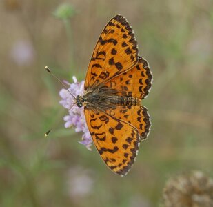 Nymphalidae-Nymphalinae-Melitaeini-Melitaea didyma, Gagnières, 000451
