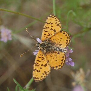 Nymphalidae-Nymphalinae-Melitaeini-Melitaea didyma, Gagnières, 000532