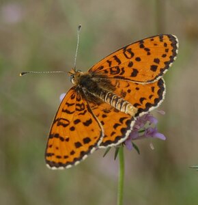 Nymphalidae-Nymphalinae-Melitaeini-Melitaea didyma, Gagnières, 000535