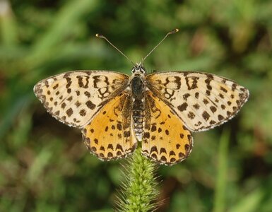 Nymphalidae-Nymphalinae-Melitaeini-Melitaea didyma, Gagnières, 000545