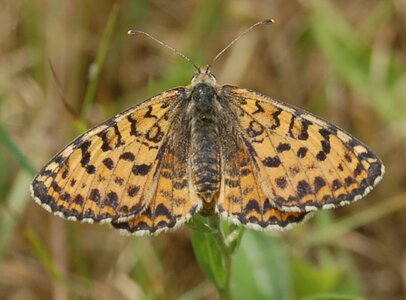 Nymphalidae-Nymphalinae-Melitaeini-Melitaea didyma, Gagnières, 000550A - Copie