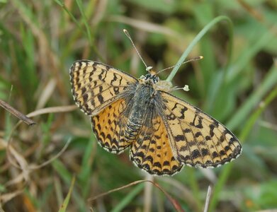 Nymphalidae-Nymphalinae-Melitaeini-Melitaea didyma, Gagnières, 000557