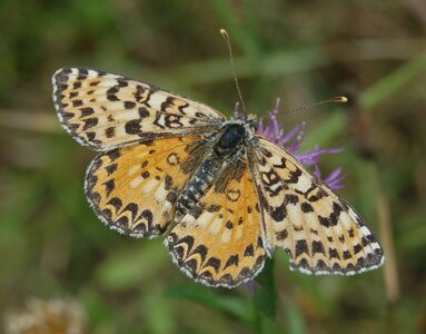 Nymphalidae-Nymphalinae-Melitaeini-Melitaea didyma, Gagnières, 000601