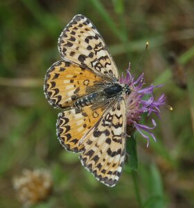 Nymphalidae-Nymphalinae-Melitaeini-Melitaea didyma, Gagnières, 000602