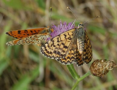 Nymphalidae-Nymphalinae-Melitaeini-Melitaea didyma, Gagnières, 000612A - Copie