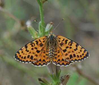 Nymphalidae-Nymphalinae-Melitaeini-Melitaea didyma, Gagnières, 000666