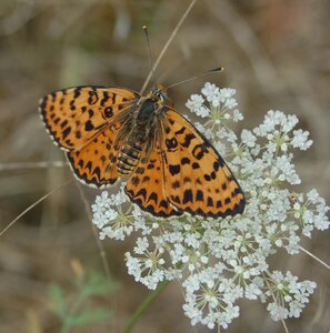 Nymphalidae-Nymphalinae-Melitaeini-Melitaea didyma, Gagnières, 000672